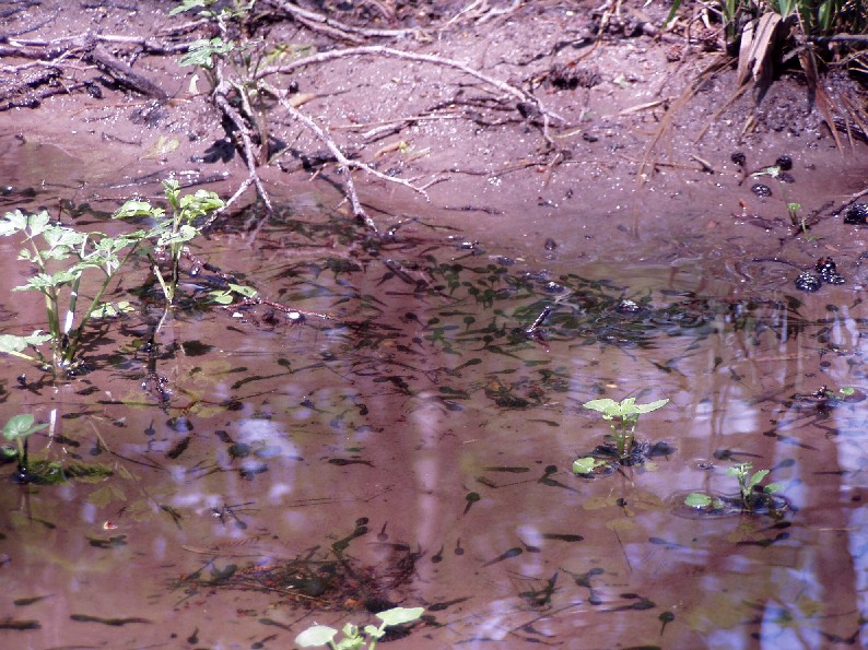 Foreste Casentinesi: La Lama e dintorni